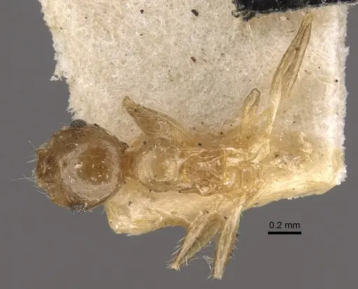 Pheidole corticicola specimen CASENT0917776 image casent0917776_1