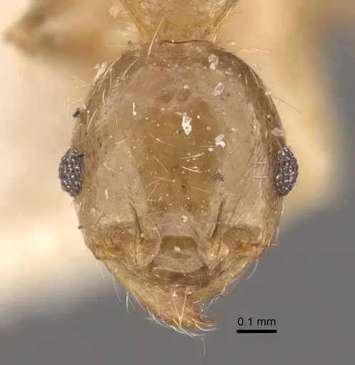 Pheidole corticicola specimen CASENT0917776 image casent0917776_2