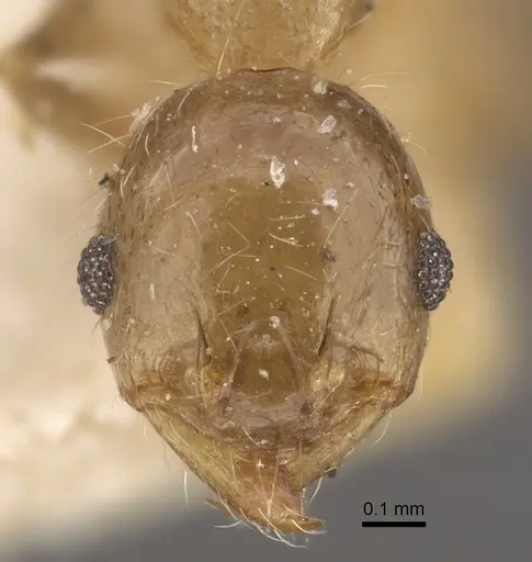 Pheidole corticicola specimen CASENT0917776 image casent0917776_3