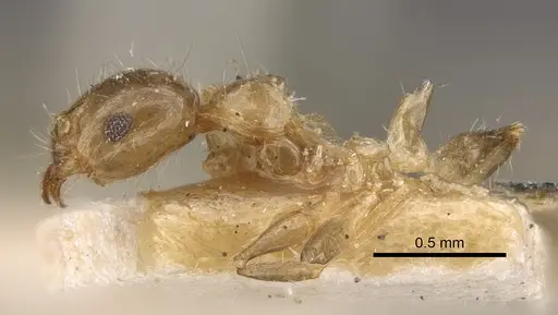 Pheidole corticicola specimen CASENT0917776 image casent0917776_4
