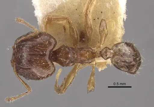 Pheidole corticicola specimen CASENT0917777 image casent0917777_1