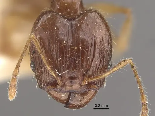 Pheidole corticicola specimen CASENT0917777 image casent0917777_2