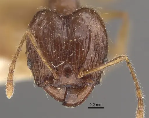 Pheidole corticicola specimen CASENT0917777 image casent0917777_3