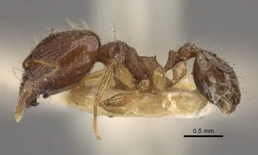 Pheidole corticicola specimen CASENT0917777 image casent0917777_4
