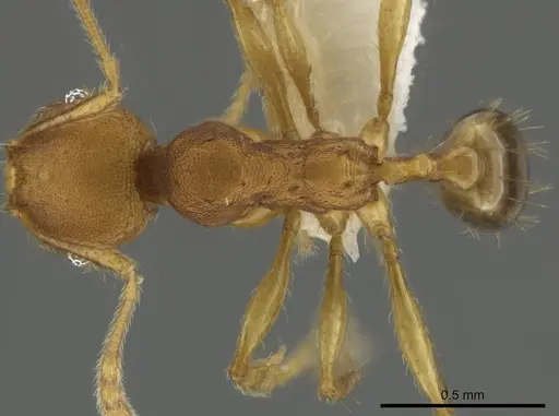 Pheidole costaricensis specimen CASENT0637142 image casent0637142_1