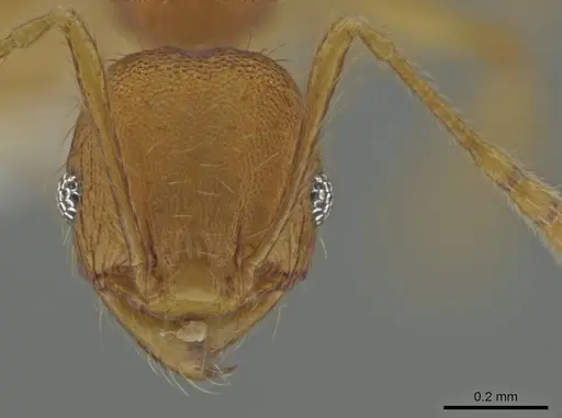 Pheidole costaricensis specimen CASENT0637142 image casent0637142_2