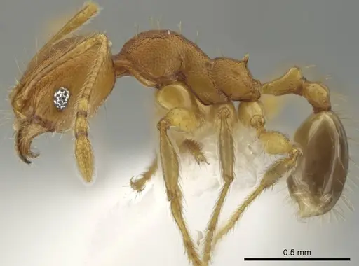 Pheidole costaricensis specimen CASENT0637142 image casent0637142_3