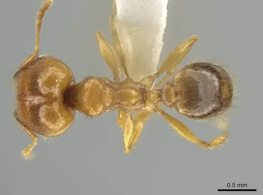 Pheidole costaricensis specimen CASENT0637143 image casent0637143_1