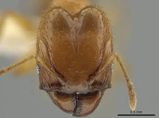 Pheidole costaricensis specimen CASENT0637143 image casent0637143_2