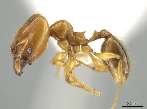 Pheidole costaricensis specimen CASENT0637143 image casent0637143_3