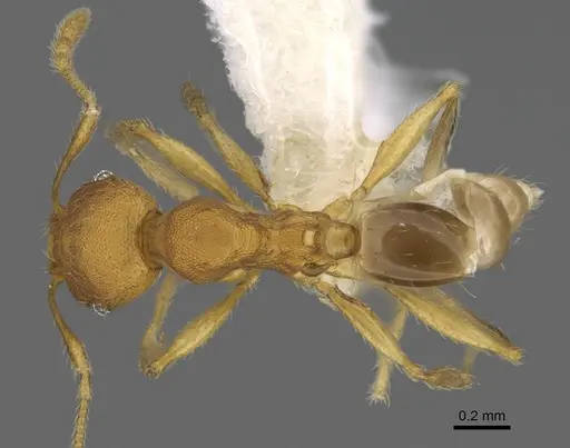 Pheidole costaricensis specimen CASENT0646644 image casent0646644_1