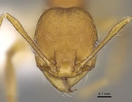 Pheidole costaricensis specimen CASENT0646644 image casent0646644_2
