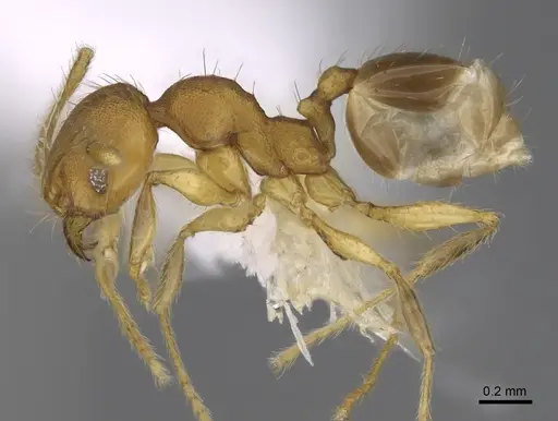Pheidole costaricensis specimen CASENT0646644 image casent0646644_3