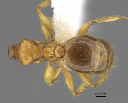 Pheidole costaricensis specimen CASENT0646645 image casent0646645_1