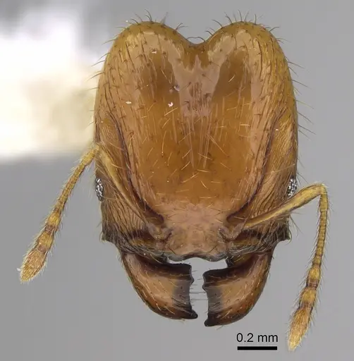 Pheidole costaricensis specimen CASENT0646645 image casent0646645_2