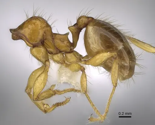 Pheidole costaricensis specimen CASENT0646645 image casent0646645_3