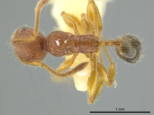 Pheidole coveri specimen CASENT0627918 image casent0627918_1