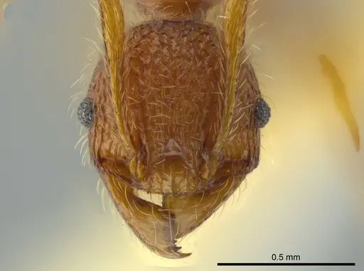 Pheidole coveri specimen CASENT0627918 image casent0627918_2