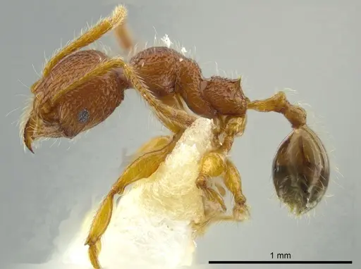 Pheidole coveri specimen CASENT0627918 image casent0627918_3