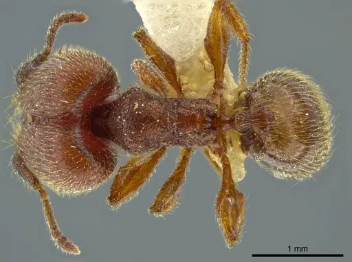 Pheidole coveri specimen JTLC000016351 image jtlc000016351_1