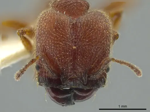 Pheidole coveri specimen JTLC000016351 image jtlc000016351_2