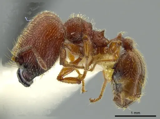 Pheidole coveri specimen JTLC000016351 image jtlc000016351_3