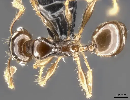 Pheidole cramptoni specimen CASENT0282957 image casent0282957_1