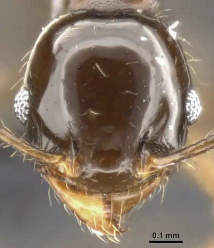 Pheidole cramptoni specimen CASENT0282957 image casent0282957_2