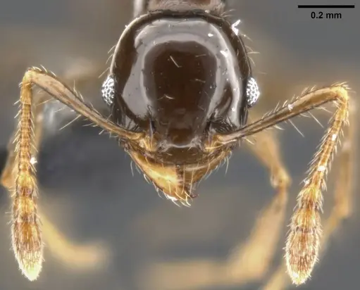 Pheidole cramptoni specimen CASENT0282957 image casent0282957_3