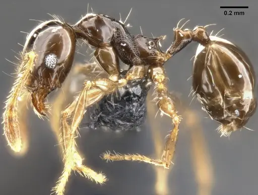 Pheidole cramptoni specimen CASENT0282957 image casent0282957_4