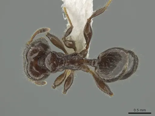 Pheidole cramptoni specimen CASENT0629353 image casent0629353_1