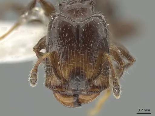 Pheidole cramptoni specimen CASENT0629353 image casent0629353_2