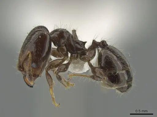 Pheidole cramptoni specimen CASENT0629353 image casent0629353_3