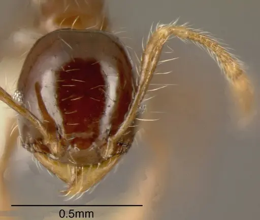Pheidole cramptoni specimen CASENT0635457 image casent0635457_1