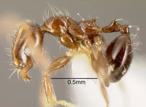 Pheidole cramptoni specimen CASENT0635457 image casent0635457_2