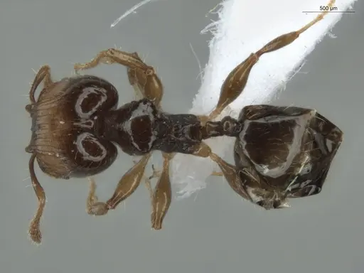 Pheidole cramptoni specimen ECOFOG-GAL18-0159-23-S image ecofog-gal18-0159-23-s_1