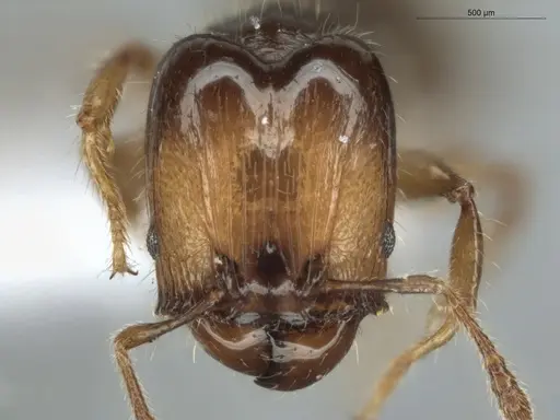 Pheidole cramptoni specimen ECOFOG-GAL18-0159-23-S image ecofog-gal18-0159-23-s_2