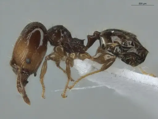 Pheidole cramptoni specimen ECOFOG-GAL18-0159-23-S image ecofog-gal18-0159-23-s_3