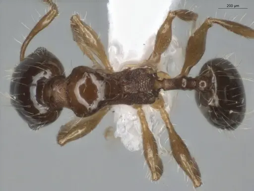 Pheidole cramptoni specimen ECOFOG-IT14-0069-44 image ecofog-it14-0069-44_1