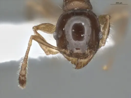 Pheidole cramptoni specimen ECOFOG-IT14-0069-44 image ecofog-it14-0069-44_2
