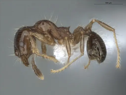 Pheidole cramptoni specimen ECOFOG-IT14-0069-44 image ecofog-it14-0069-44_3