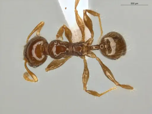 Pheidole cramptoni specimen ECOFOG-MI15-0134-26 image ecofog-mi15-0134-26_1