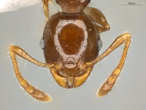Pheidole cramptoni specimen ECOFOG-MI15-0134-26 image ecofog-mi15-0134-26_2