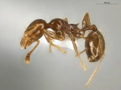 Pheidole cramptoni specimen ECOFOG-MI15-0134-26 image ecofog-mi15-0134-26_3