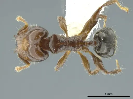 Pheidole cramptoni specimen INB0003613109 image inb0003613109_1