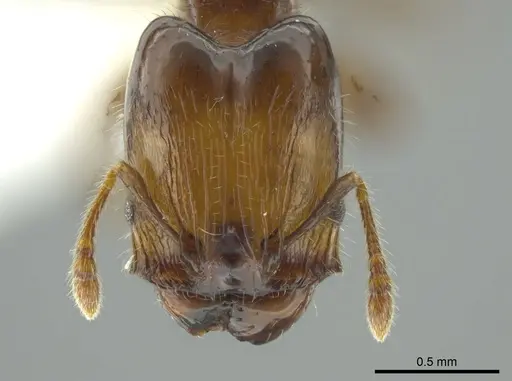 Pheidole cramptoni specimen INB0003613109 image inb0003613109_2