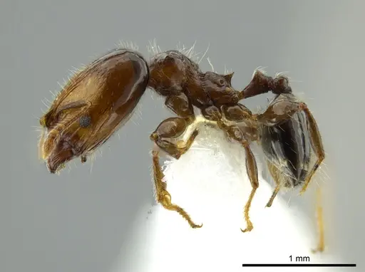 Pheidole cramptoni specimen INB0003613109 image inb0003613109_3