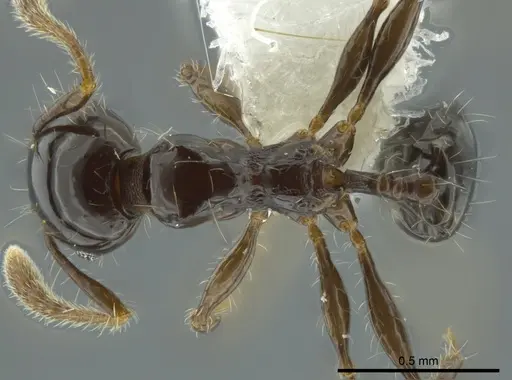 Pheidole cramptoni specimen INB0003613114 image inb0003613114_1