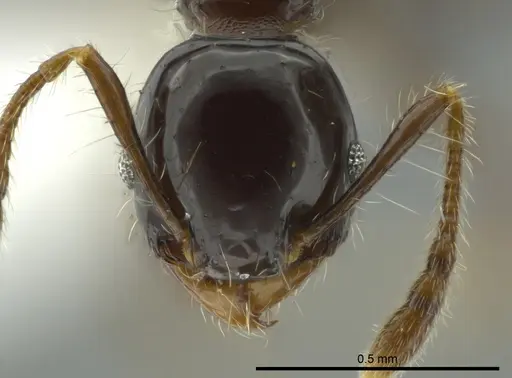Pheidole cramptoni specimen INB0003613114 image inb0003613114_2
