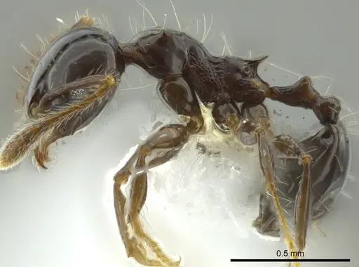 Pheidole cramptoni specimen INB0003613114 image inb0003613114_3